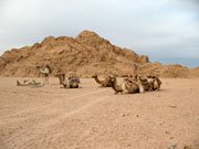 Egypte kamelen zittend in de woestijn