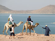 Egypte vakantie kamelen